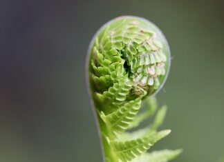 Na jakim poziomie kończy się Duolingo?