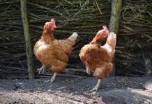 Jakie są typy klientów?